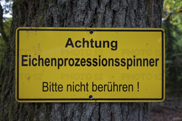 A warning sign hangs on an oak tree with the words Caution - Oak processionary moth - Please do not
