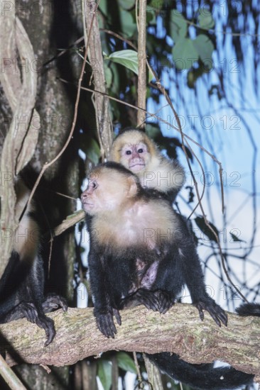 White-faced capuchin monkey (Cebus capucinus) carries her young on her back, Manuel Antonio