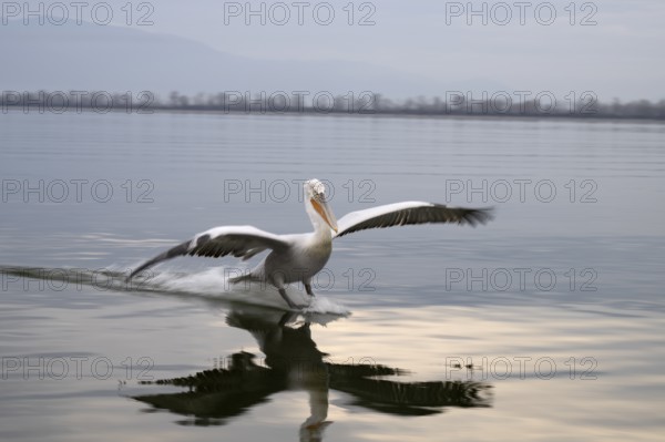 Dalmatian Pelican (Pelecanus crispus), Dalmatian Pelican, landing, long exposure, Lake Kerkini,