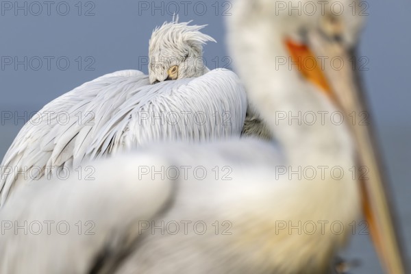 Dalmatian Pelican (Pelecanus crispus), Dalmatian Pelican, roosting, close up, in its plumage, Lake