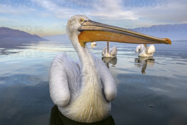 Dalmatian Pelican (Pelecanus crispus), Dalmatian Pelican, swimming, in its plumage, Lake Kerkini,