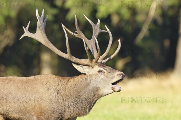 Red deer (Cervus elaphus) during the rutting season, a large stag roaring in a forest clearing,