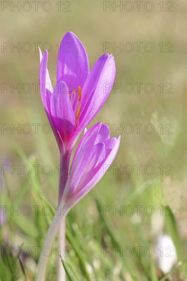 Autumn crocus (Colchicum autumnale), half-opened flowers in a meadow, endangered, protected