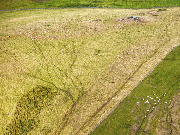 Sheeps on farmsland over Waterloo Monument over Scottish fields and farms from a drone, Jedburgh,