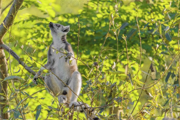 A ring-tailed lemur (Lemur catta) sits on a sunny day high up in a tree eating fresh green leaves.