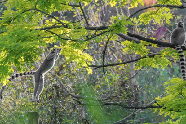 A ring-tailed lemur (Lemur catta) jumps onto a branch against the light on a sunny day. Southern
