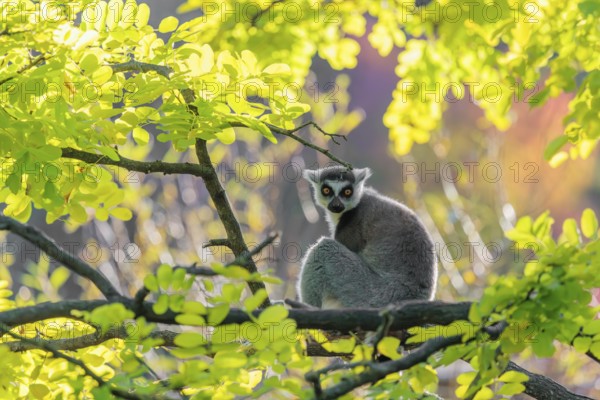 A ring-tailed lemur (Lemur catta) sits on a branch high up in a tree against the light on a sunny
