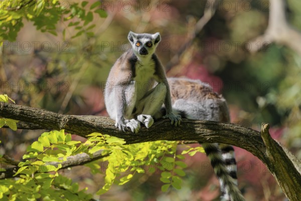 Two ring-tailed lemurs (Lemur catta) sit on a sunny day high up in a tree among fresh green leaves