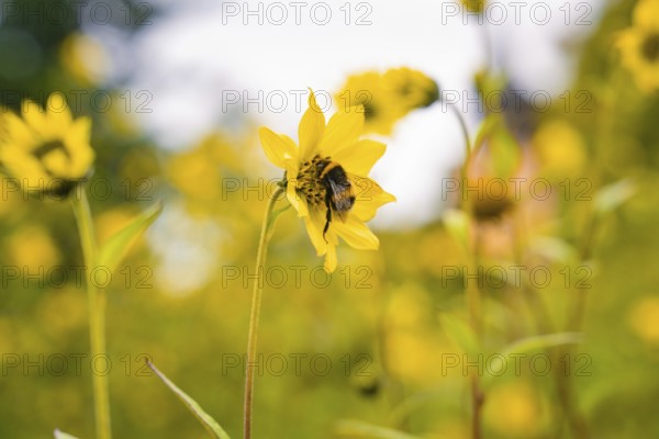 Bee on a yellow blossom in the middle of a field full of yellow flowers, Mainau flower island, Lake