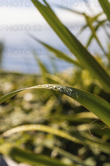 Close-up of leaves with glittering water droplets in the sunlight, Überlingen, Lake Constance,