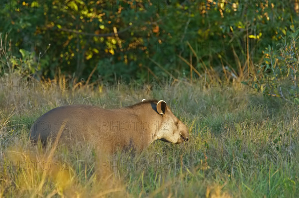 Lowland tapir (Tapirus terrestris), Pantanal, inland, wetland, UNESCO Biosphere Reserve, World