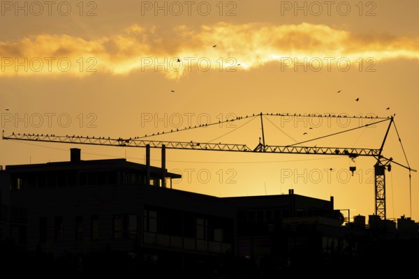 Numerous birds sitting on a construction crane at sunset in Frankfurt am Main, Frankfurt am Main,