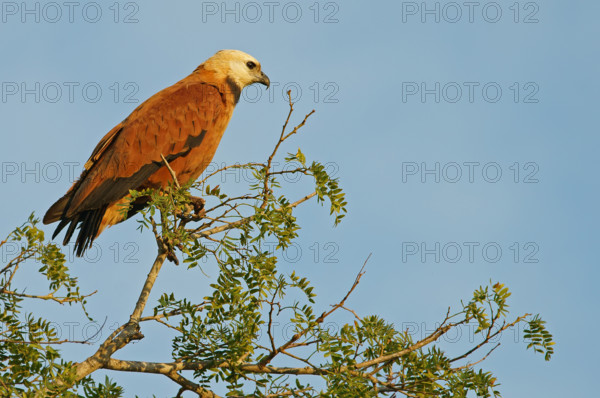 Fish Buzzard (Busarellus nigricollis), Pantanal, inland, wetland, UNESCO Biosphere Reserve, World