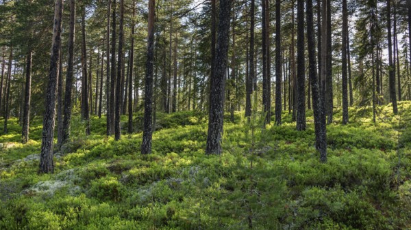 Dense coniferous forest, blueberries on the ground, sun shining through the trees, near Eidsvoll,