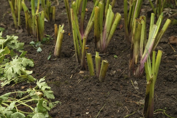 Pruned iris shoots prepared for wintering, gardening concept