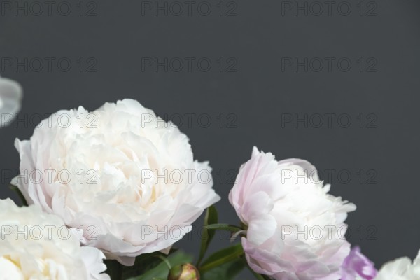 Beautiful white pink peony Memory of Akademic Tsitsin flower. Closeup. Blurred background,