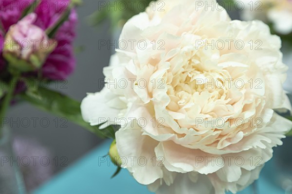 Beautiful pink, beige, cream peony Elza von Brabant flower. Closeup. Blurred background, selective