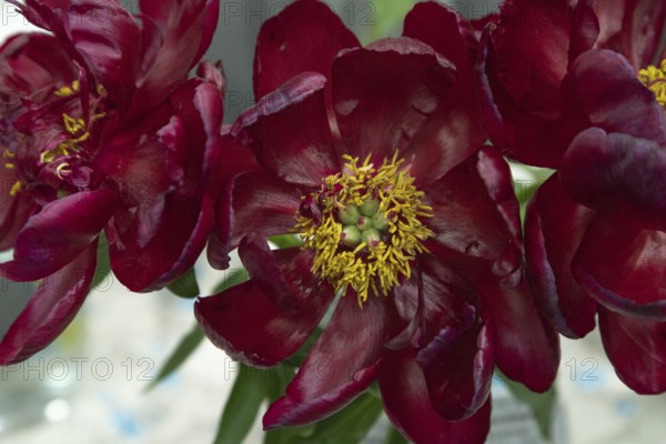 Beautiful red, burgundy peony Chervonnyj Aksamit flower. Closeup. Blurred background, selective