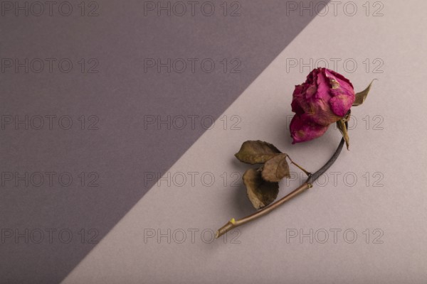 Withered dried pink Rose on beige and gray pastel paper background, side view, copy space,