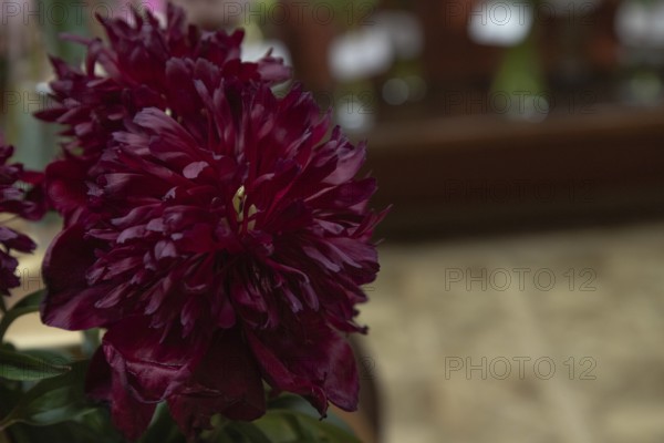 Beautiful red, burgundy peony Red Comet flower. Closeup. Blurred background, selective focus