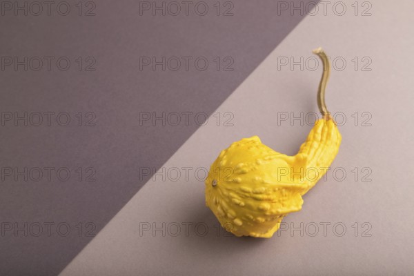 Decorative orange Pumpkin on beige and gray pastel paper background, side view, copy space,