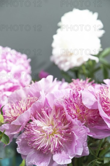 Beautiful pink peony Pearl scattering flower. Closeup. Blurred background, selective focus