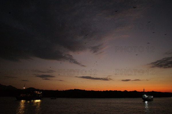Flying foxes (Pteropodidae), Kalong Mangrove Island, Komodo National Park, Indonesia, Southeast