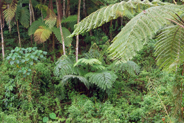 Tree fern Indonesia
