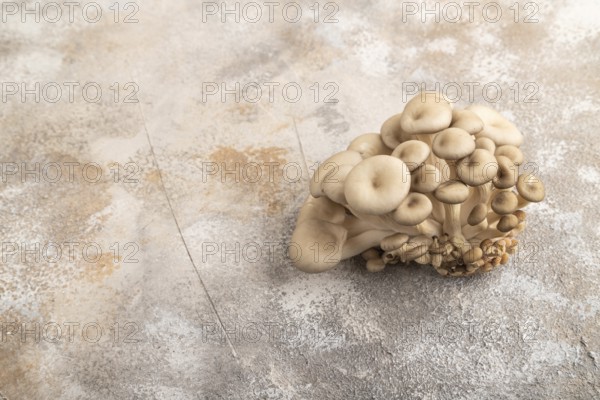 Raw Oyster mushroom, Pleurotus ostreatus on brown concrete background. Side view, copy space,