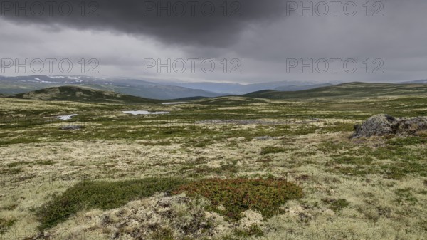 Vast fell or mountain landscape, ground vegetation with Reindeer lichen (Cladonia rangiferina),