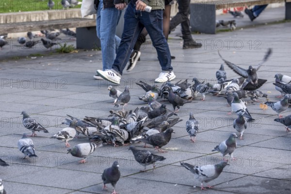 Pigeons, city pigeons, were fed with bread by humans, in the city centre of Essen, North