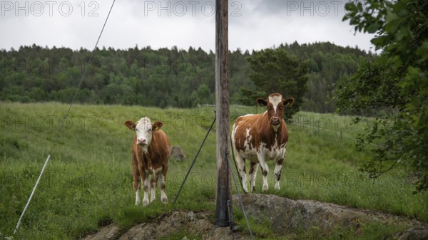 Zwei Kühe stehen neugierig auf einer Weide neben einem Strommast, bei Dovre, Gudbrandsdalen oder