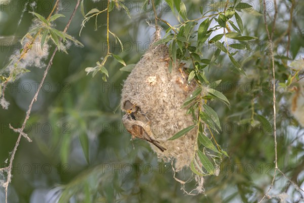 Penduline Tit (Remiz pendulinus), at the nest, feeding young bird in the nest, Danube Delta,