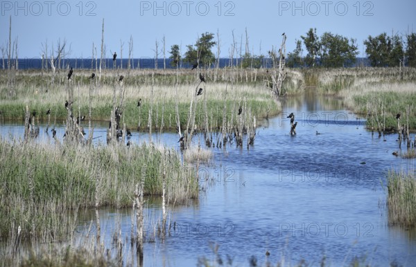 Kormorane, (Phalacrocorax carbo) in den Wasserläufen und Salzwiesen auf dem Darß, nahe der Ostsee,