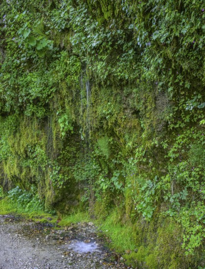 Rinnende Mauer am Steyr Fluss, Molln, Oberösterreich, Österreich
