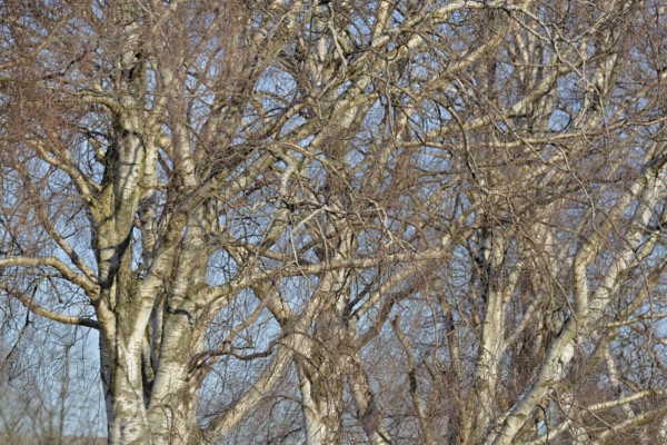 Birke (Betula), Blick in die Baumkronen, blauer Wolkenhimmel, Nordrhein-Westfalen, Deutschland
