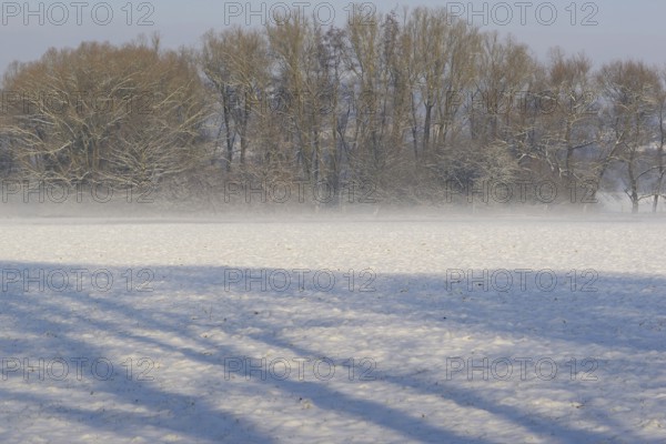 Winterlandschaft, Bodennebel steigt vor schneebedeckten Bäumen auf, Nordrhein-Westfalen,