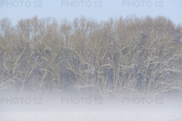 Winterlandschaft, Bodennebel steigt vor schneebedeckten Bäumen auf, blauer Himmel,