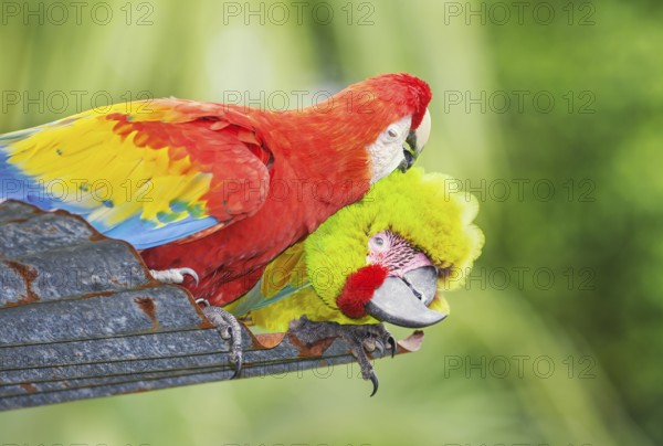 Military macaw (Ara militaris) and Scarlet Macaw (Ara macao) showing affection, Costa Rica, Central