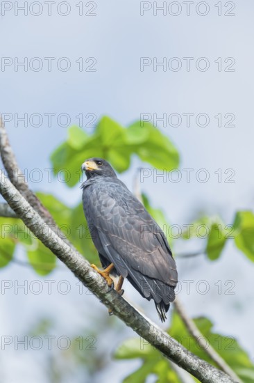 Great black hawk (Urubitinga urubitinga) perched on a tree, Corcovado National Park, Osa Peninsula,