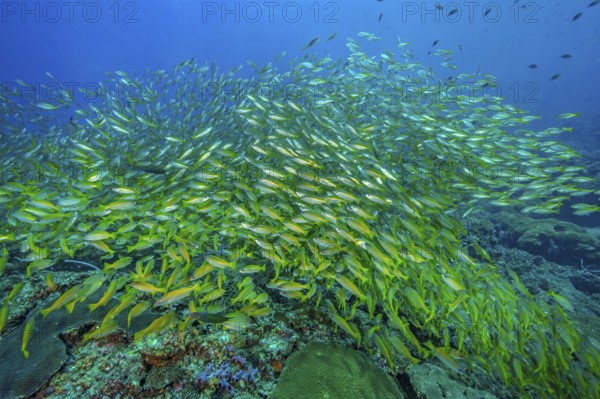 Unterwasserfoto von großer Schwarm von Gemeiner Gewöhnlicher Schnapper (Lutjanus lutjanus),