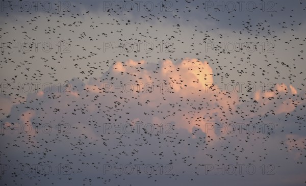 Stare, (Sturnus vulgaris), fliegen bei Sonnenaufgang auf dem Darß, Mecklenburg-Vorpommern,