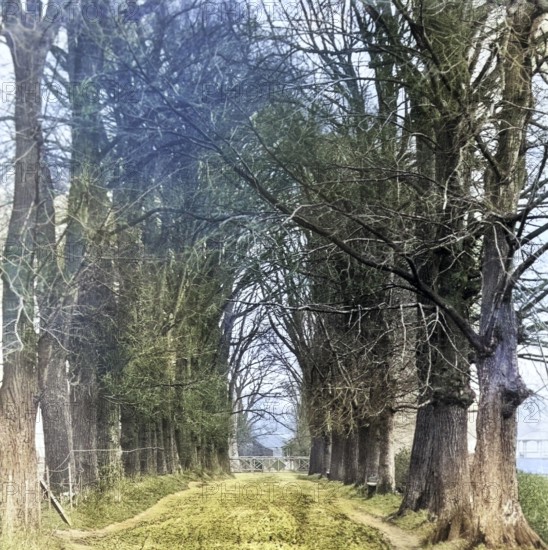 Colourised magic lantern slide of trees in Jetty Lane also called the Avenue, Woodbridge, Suffolk,