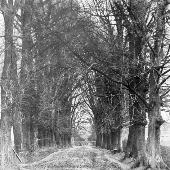 Magic lantern slide of trees in Jetty Lane also called the Avenue, Woodbridge, Suffolk, England, UK