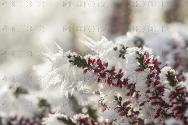 Ice crystals from roarfrost on a winter-flowering heather (Erica carnea) branch at sunshine in