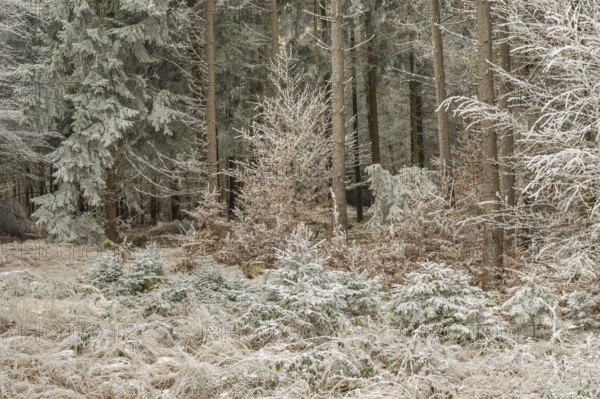 Mixed forest with norway spruce (Picea abies) and European beech (Fagus sylvatica) white from