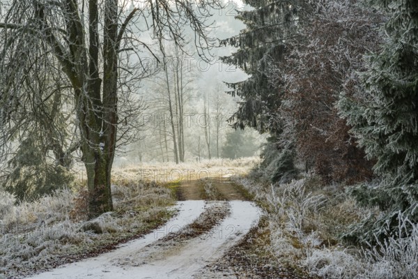 Forest road going through a beautiful landscape with forest, meadows and bushes, white from