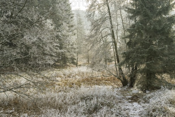 Valley surrounded by a mixed forest with young norway spruce (Picea abies) trees covered white from