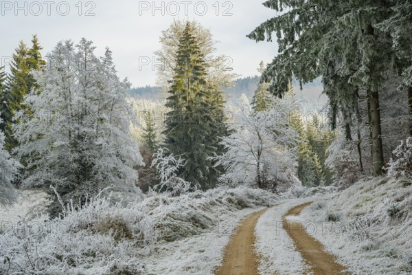 Forest road going through a beautiful landscape with forest, meadows and bushes, white from