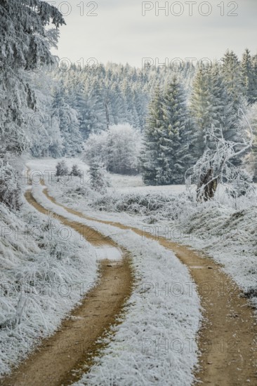 Forest road going through a beautiful landscape with forest, meadows and bushes, white from